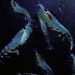 Promotional image for Andrew O'Neill: A Short, Aggressive Lecture On Krill. Then Jokes