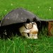 Promotional image for Hamlet: The Musical